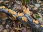 Bársonyos réteggomba (Stereum subtomentosum), Mecsek